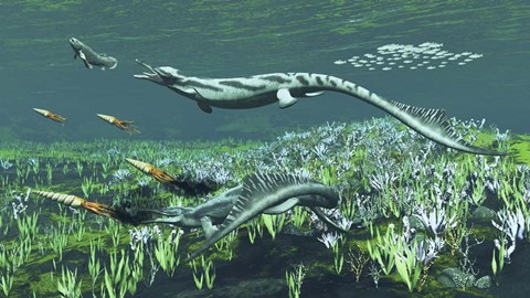 Framed Cymbospondylus, A Very Large And Early Triassic Ichthyosaur Print