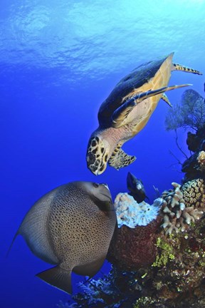 Framed Hawksbill Sea Turtle and Gray Angelfish Print