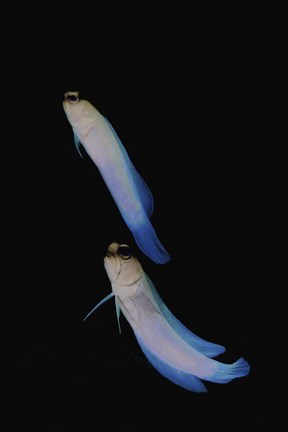 Framed Jawfish, Robert&#39;s Wall, Grand Cayman Print