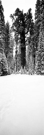 Framed General Sherman trees in a snow covered landscape, Sequoia National Park, California Print