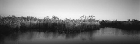 Framed Tall grass at the lakeside, Anhinga Trail, Everglades National Park, Florida Print