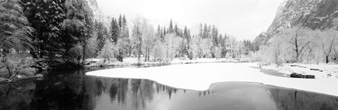 Framed Snow covered trees in a forest, Yosemite National Park, California Print