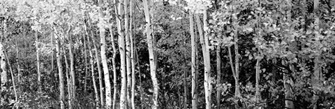 Framed Aspen and Black Hawthorn trees in a forest, Grand Teton National Park, Wyoming BW Print