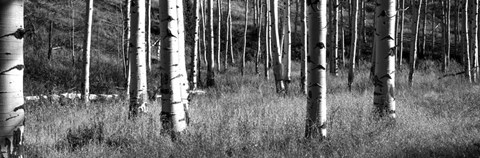 Framed Aspen trees growing in a forest, Grand Teton National Park, Wyoming Print