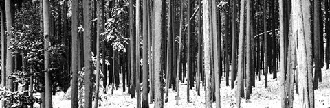 Framed Lodgepole Pines and Snow Grand Teton National Park WY BW Print