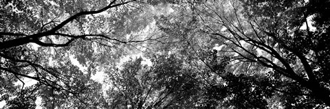 Framed Low angle view of trees BW Print