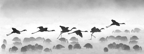 Framed Flamingos landing, Kenya BW Print