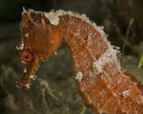 Framed Close-up view of an Orange Seahorse Print
