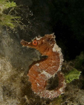 Framed Orange seahorse, West Palm Beach, Florida Print
