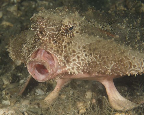 Framed Batfish close-up, West Palm Beach, Florida Print
