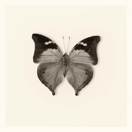 Framed Butterfly VII Print