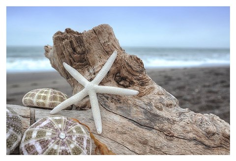 Framed Crescent Beach Shells 6 Print