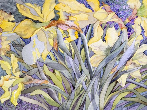 Framed Daffodils, Van Vleck Print
