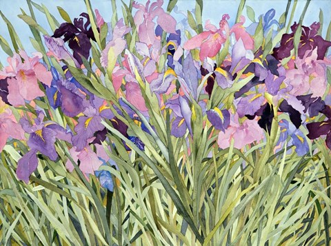 Framed Iris Garden X Print