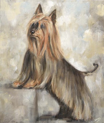 Framed Silky Terrier II Print