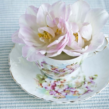 Framed Tearose I Print