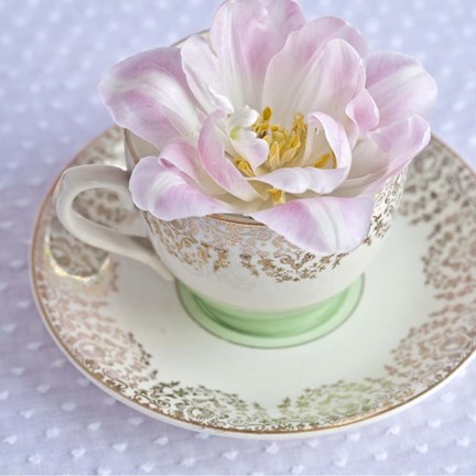 Framed Tearose II Print