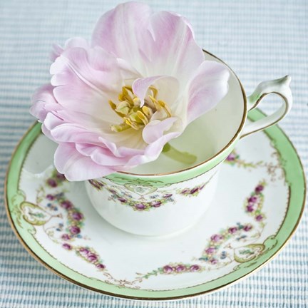 Framed Tearose III Print