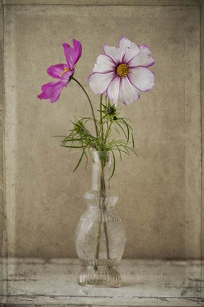 Framed Cosmos Vase Print