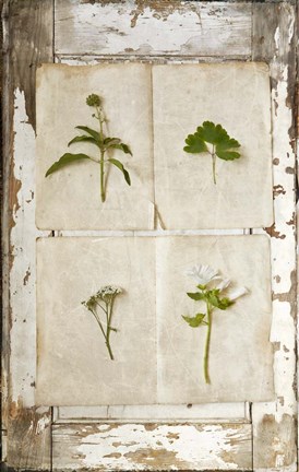 Framed Botanical Board 1 Print