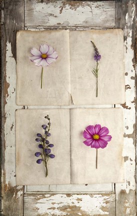 Framed Botanical Board 4 Print