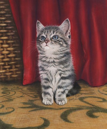 Framed Grey Kitten And Red Curtain Print