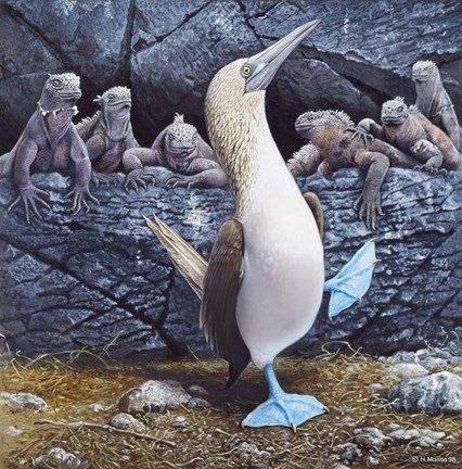 Framed Blue Footed Boobies Print