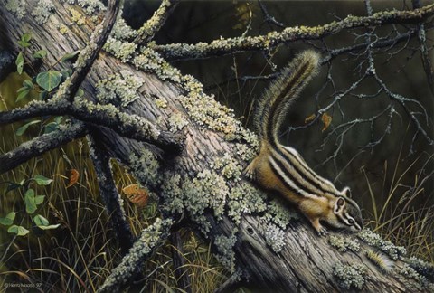 Framed Eastern Chipmunk Print