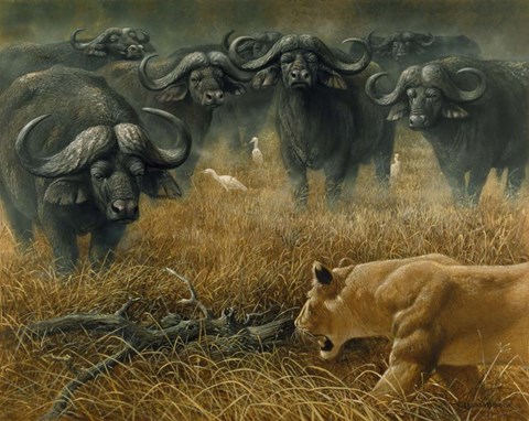 Framed Lioness And Cape Buffalos Print