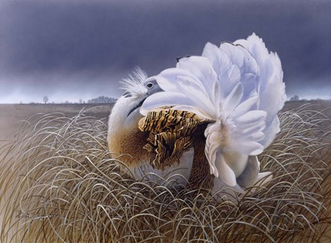 Framed Great Bustard Print