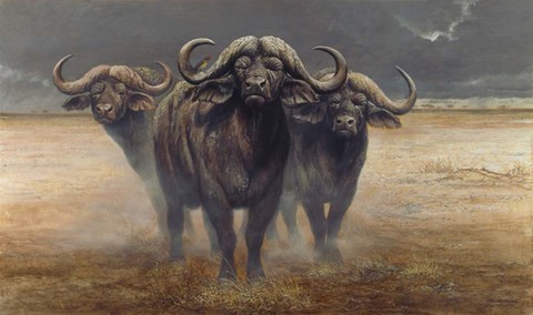 Framed Cape Buffalos Print