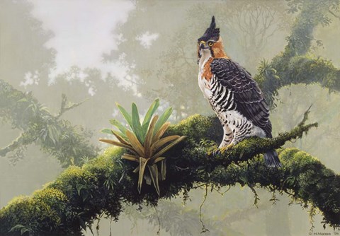 Framed Ornate Hawk - Eagle Print