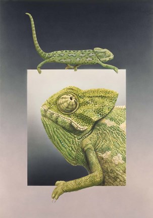 Framed Chameleon Print