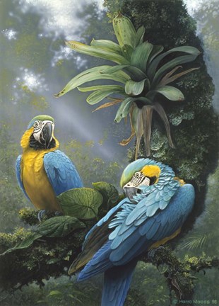 Framed Blue And Yellow Macaws Print