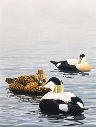 Framed Common Eider Print