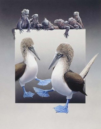 Framed Bluefooted Boobies And Marine Iguanas Print
