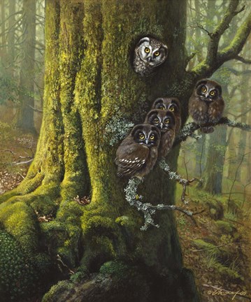 Framed Tengmalms Owls Print