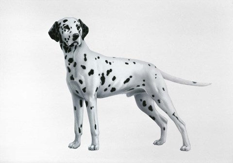 Framed Dalmatian Print