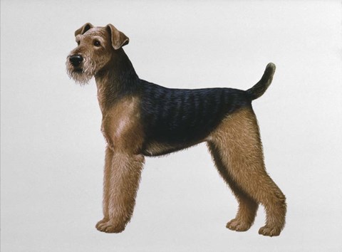 Framed Airdale Terrier Print