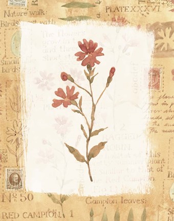 Framed Orange Flower 1 Print