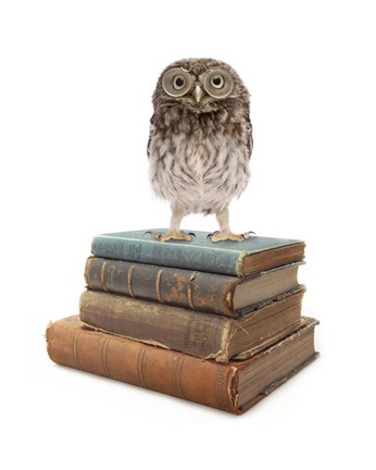 Framed Owl And Books Print