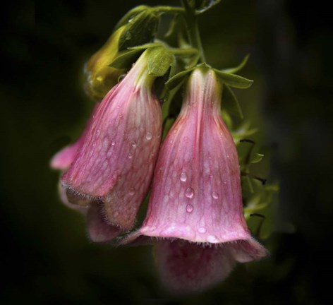 Framed After the Rain Print