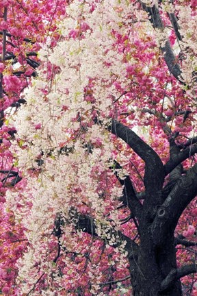 Framed Asian Cherry Print