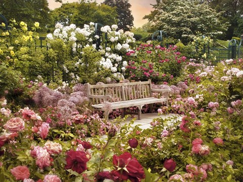 Framed Rose Garden Print