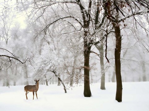 Framed Winter's Breath Print