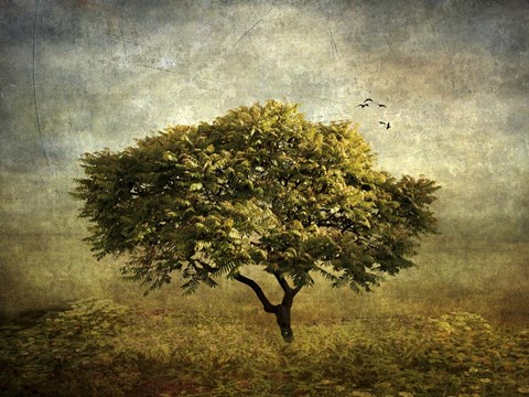 Framed Mimosa Tree Print