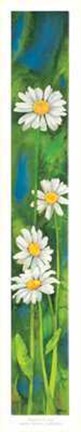 Framed Margherite di Campo Print