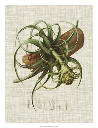 Framed Elegant Tropicals V Print