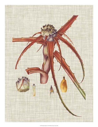 Framed Elegant Tropicals VI Print