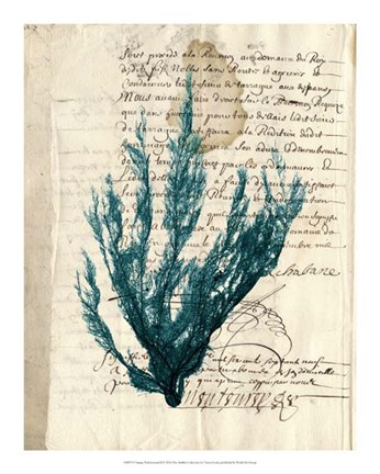 Framed Vintage Teal Seaweed II Print